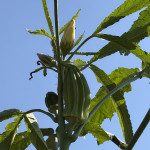 IMG_5540.jpeg
